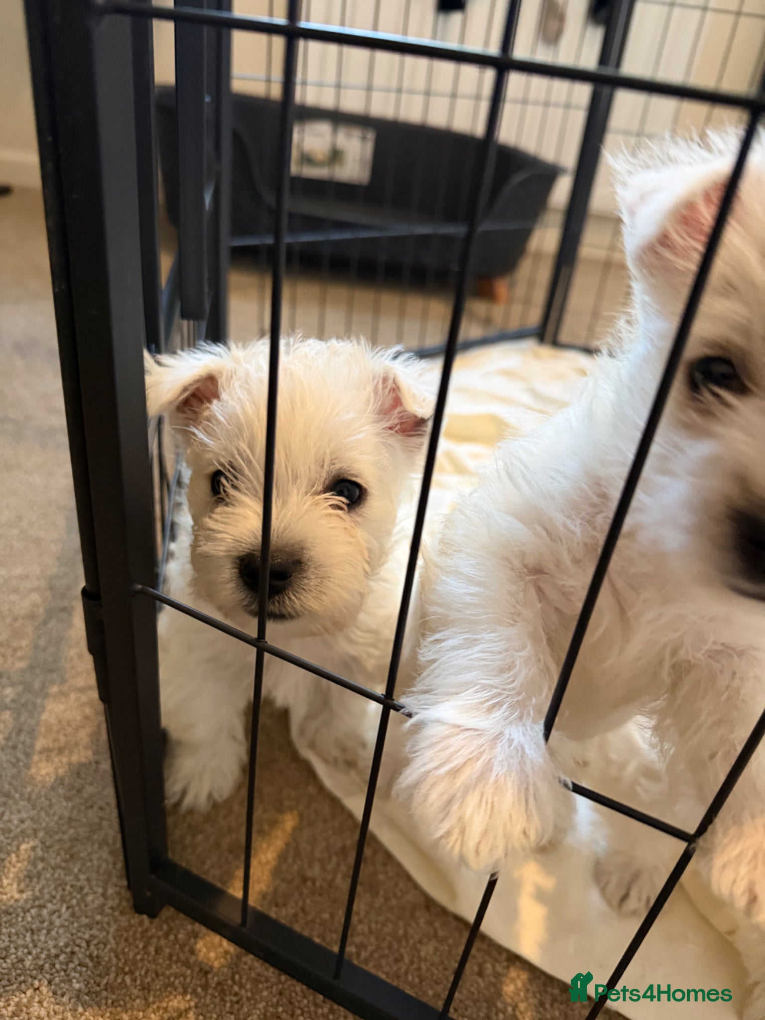 West Highland Terrier dogs for sale: Beautiful Westies - Advert 16