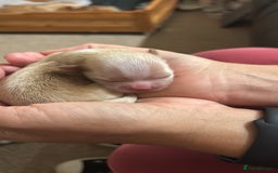 Lhasa Apso dogs for sale: KC registered Lhasa Apso puppies - Image 5