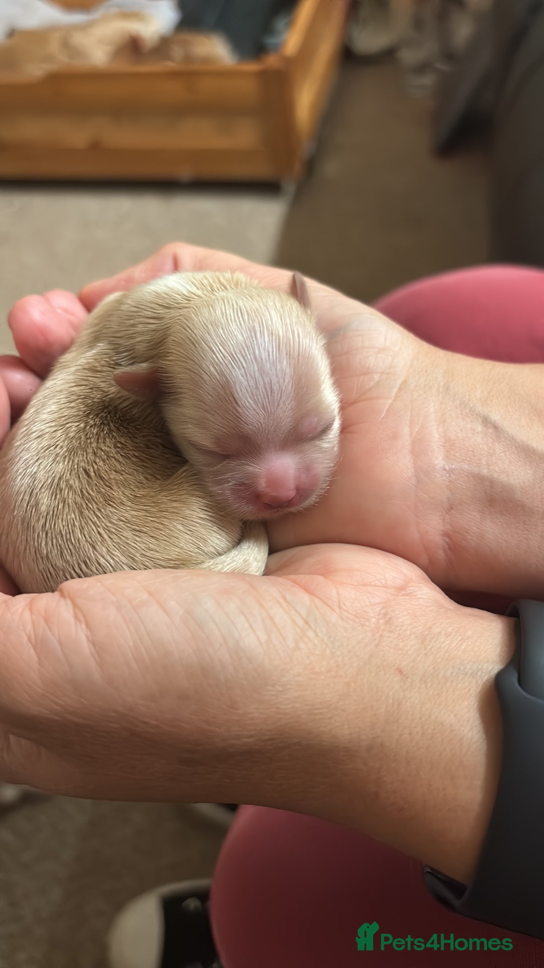 Lhasa Apso dogs for sale: KC registered Lhasa Apso puppies - Image 5