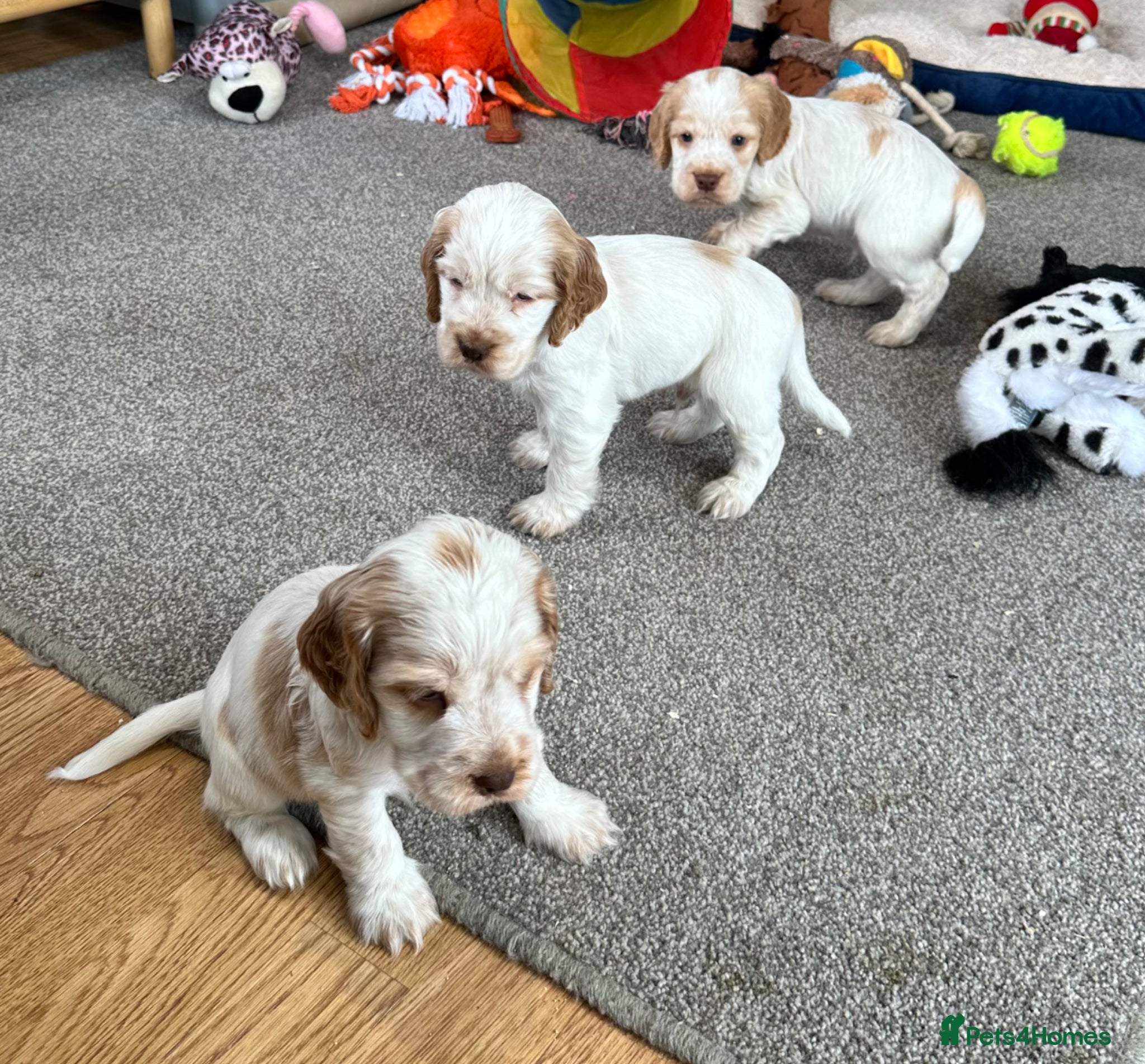 Cocker Spaniel dogs Stunning Orange roan boys - Advert 12
