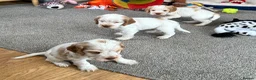 Cocker Spaniel dogs for sale: Stunning Orange roan boys - Advert 10