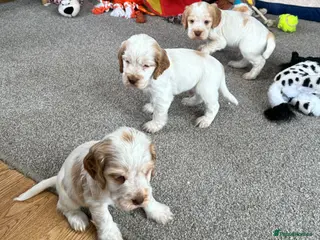 Cocker Spaniel dogs Stunning Orange roan boys - Advert 12