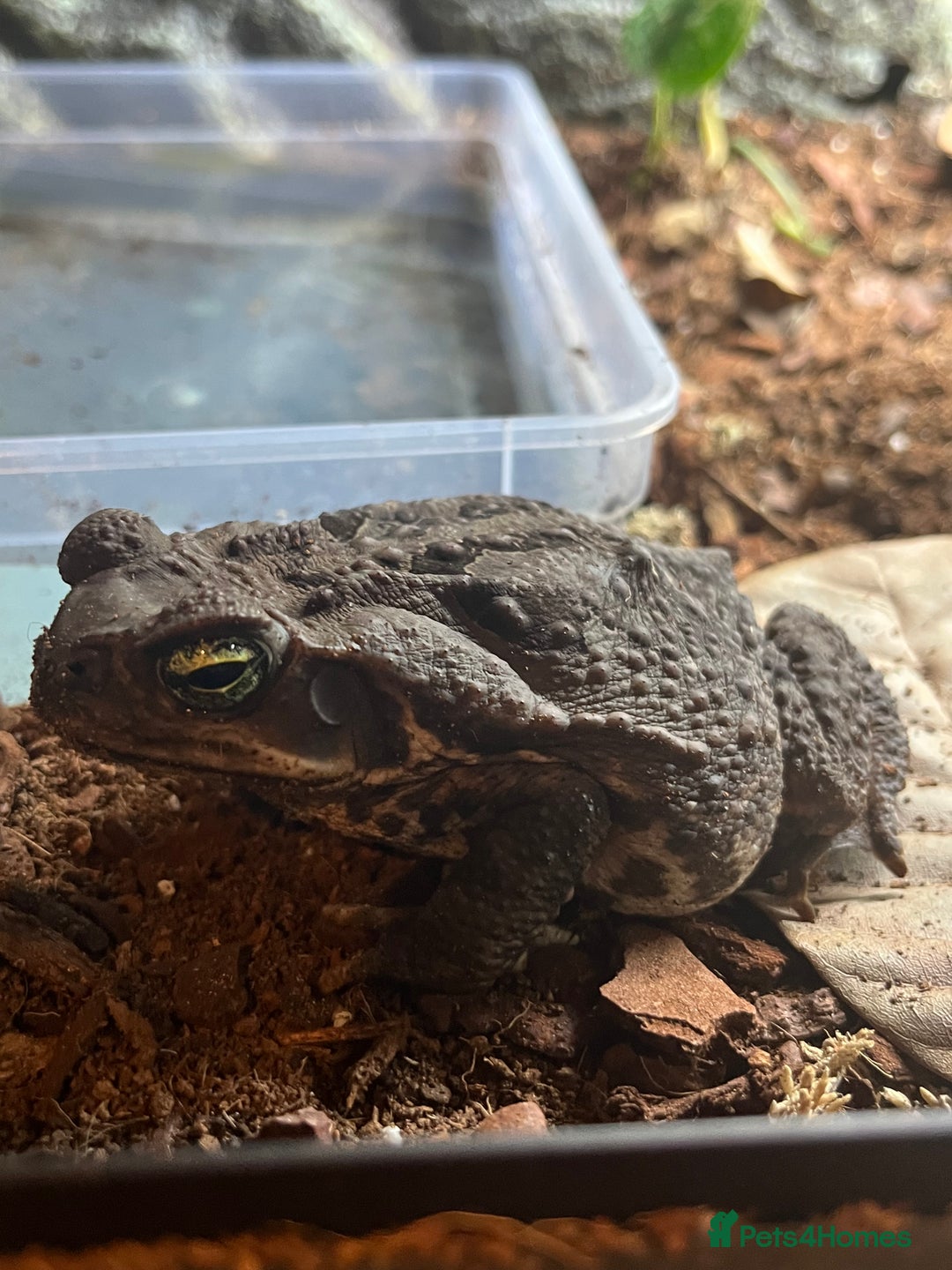 Toad reptiles for sale: Cane toad  - Image 3