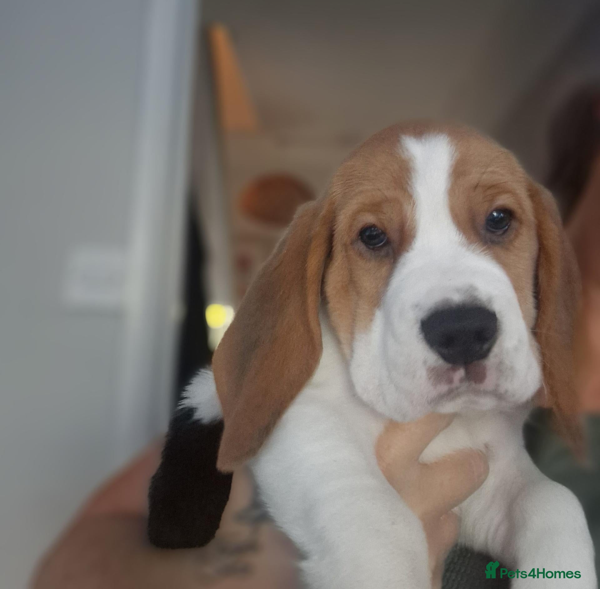Beagle dogs 5 gen kc registered beagles - Advert 1