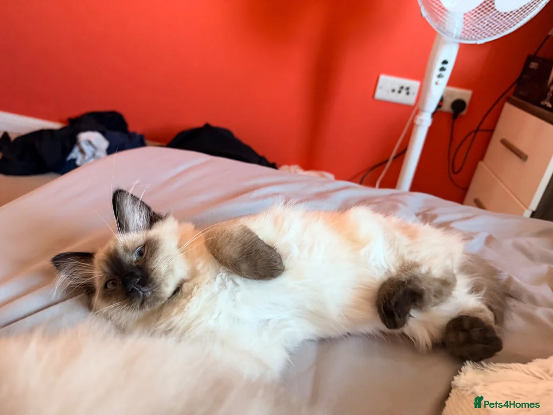 Ragdoll cats for sale: READY TO GO! Stunning Ragdoll Kitten😍 - Advert 2