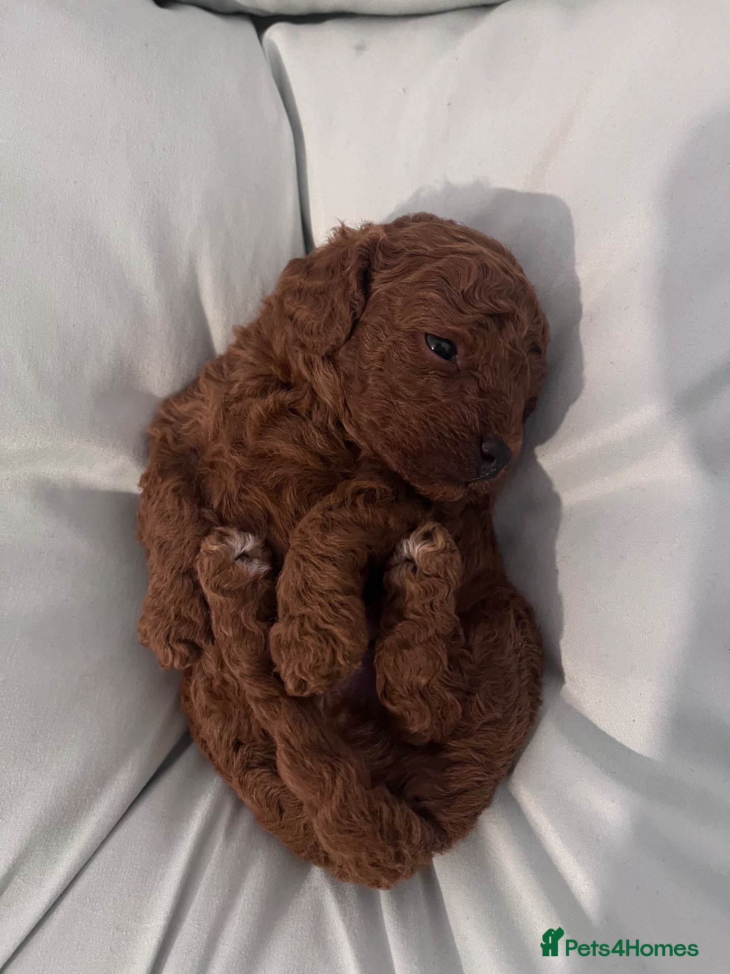 Cavapoo dogs ⭐️Beautiful deep red toy cavapoo⭐️ - Advert 14
