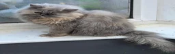 Persian cats for sale: Gorgeous persian kittens for sale  - Advert 4