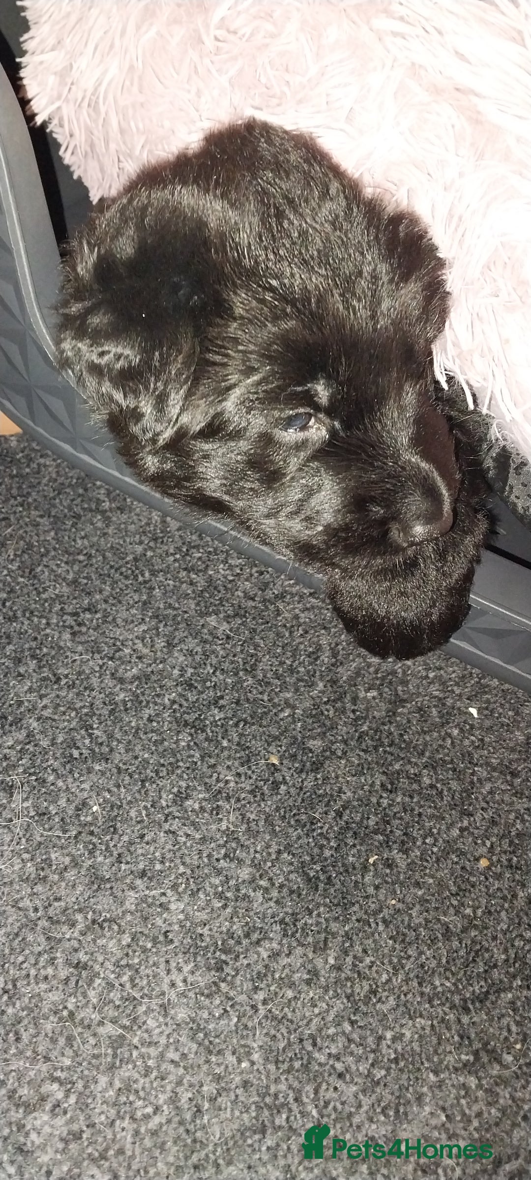 German Shepherd dogs for sale: 2 boy german shepherd puppy's  - Advert 10