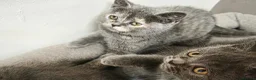 British Shorthair cats for sale: Stunning Rare Colours British Shorthair Kittens - Advert 7