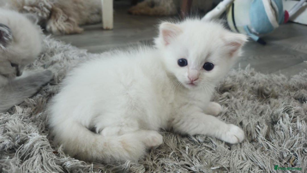 Ragdoll cats for sale: Ready in a week! Stunning Rare Ragdoll babies! - Image 15