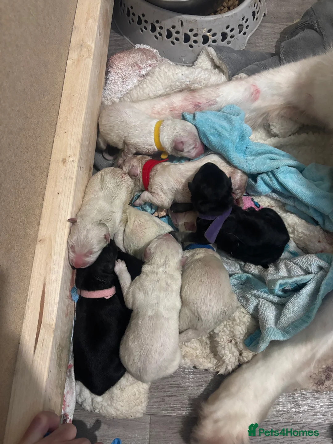 German Shepherd dogs for sale: German shepherd puppies  - Advert 3