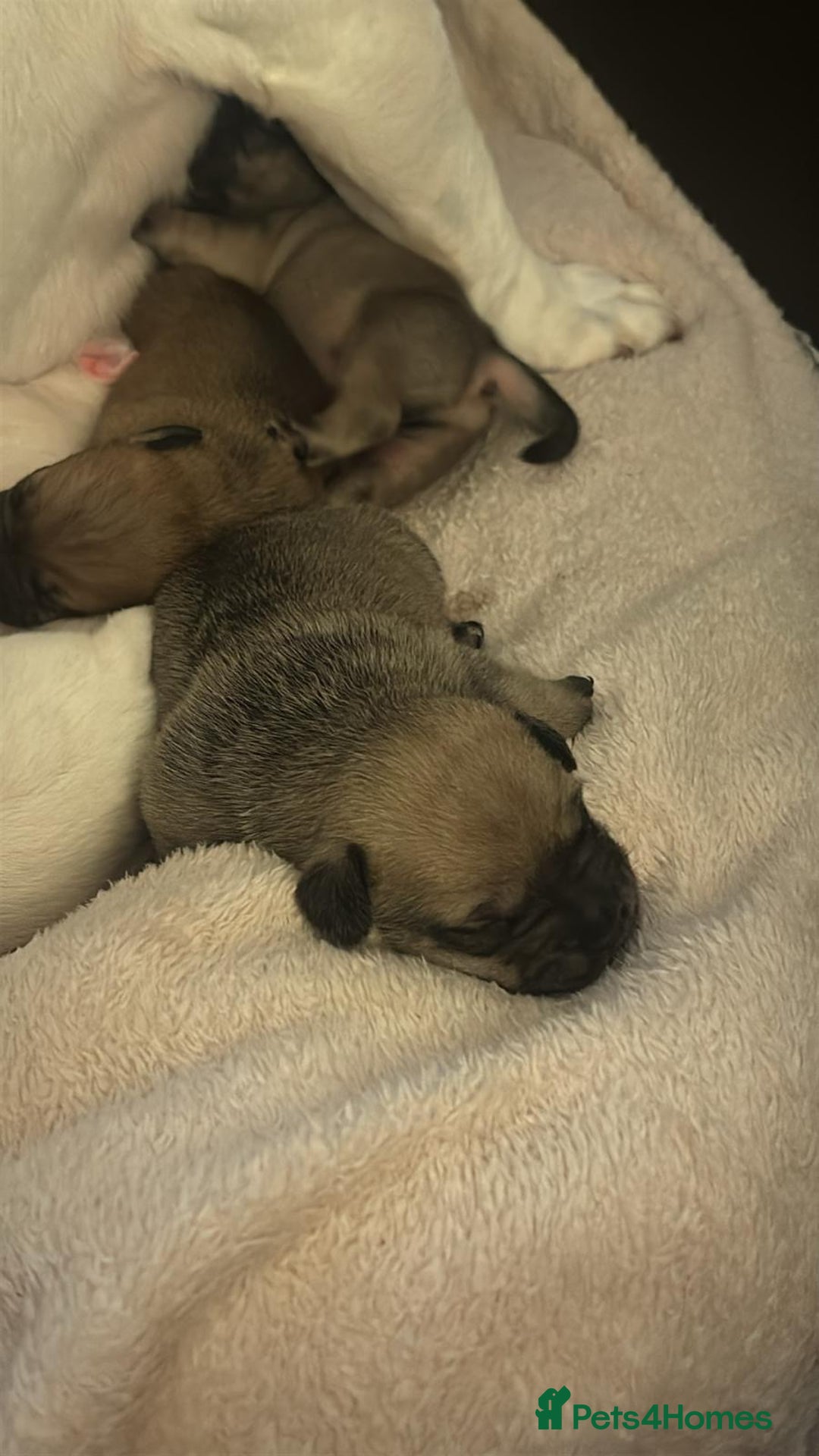 Mixed Breed dogs for sale: Bulldach Puppies - Image 4