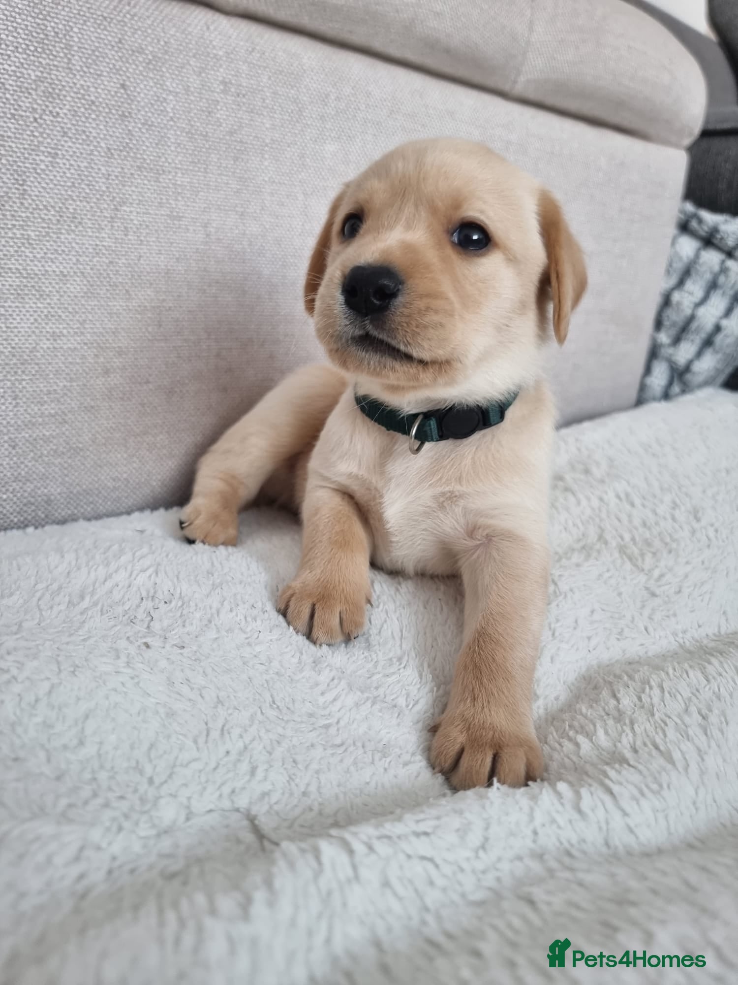 Labrador Retriever dogs KC Registered Red Fox/Yellow Labrador Puppies  - Advert 10