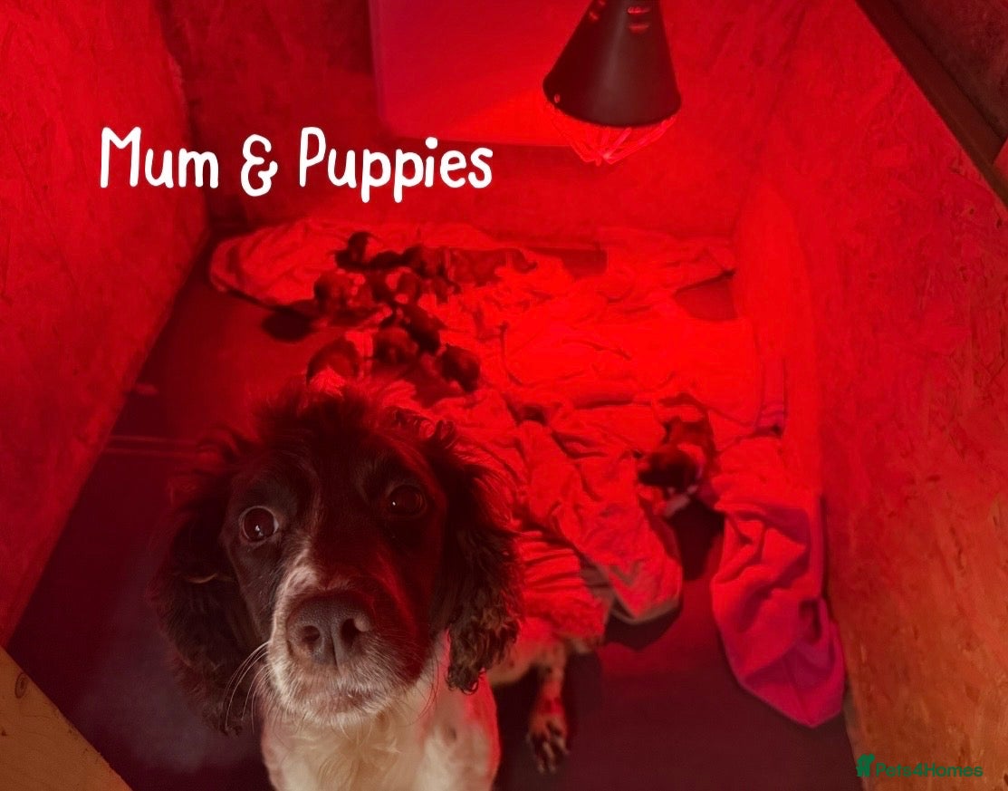 English Springer Spaniel dogs 🎃 KC REG SPRINGER SPANIELS READY 29th OCT 🎃 - Advert 2