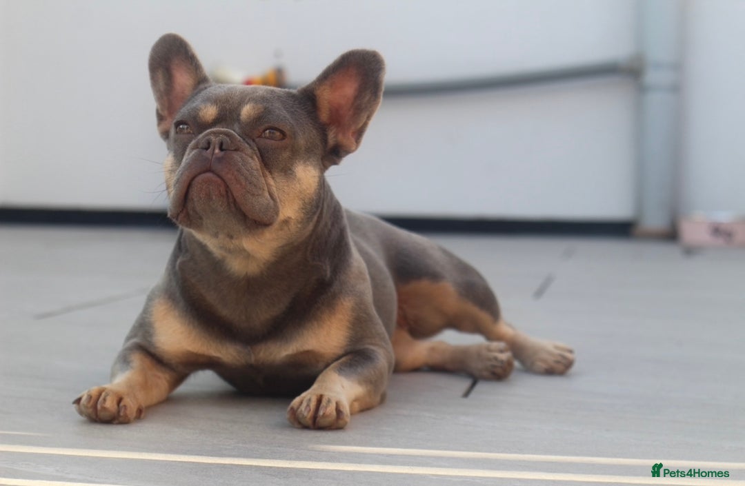 French Bulldog dogs for sale: 💞 Lilac & Tan French Bulldog - Advert 2