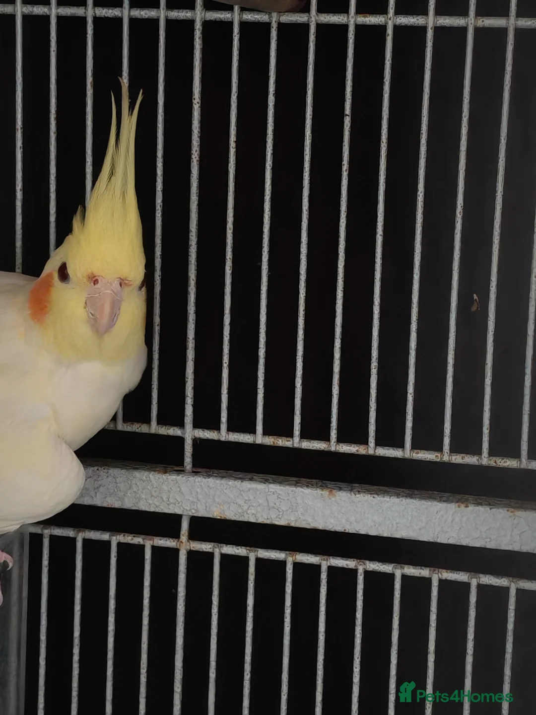 Cockatiels birds for sale: Pair of cockatiels - Advert 7