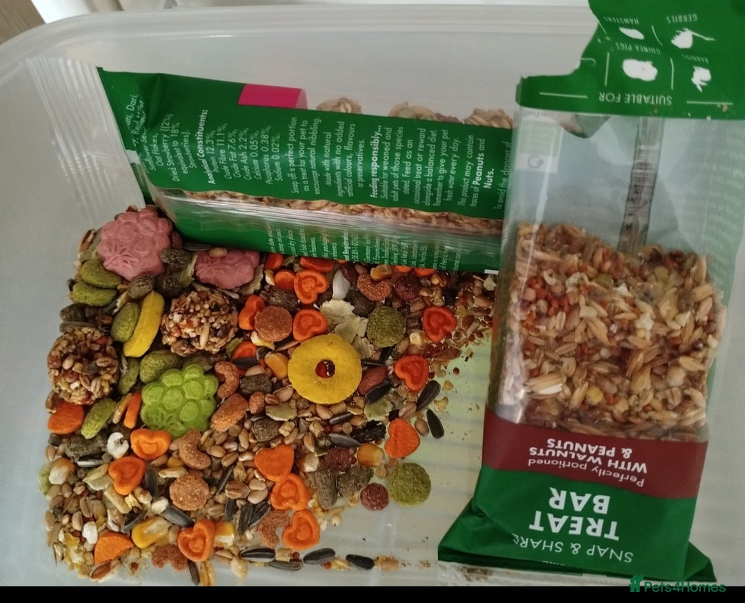 Hamster rodents for sale: Dwarf Hamster for sale with all the extras - Advert 6