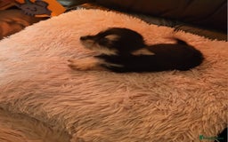 Chorkie dogs for sale: Tiny Pups for sale - Image 10