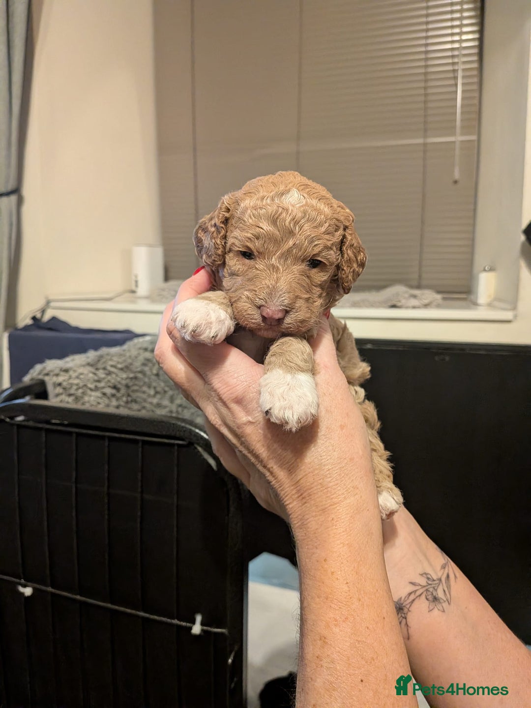 Mixed Breed dogs for sale: F1B Ttoodle Puppies  - Advert 7