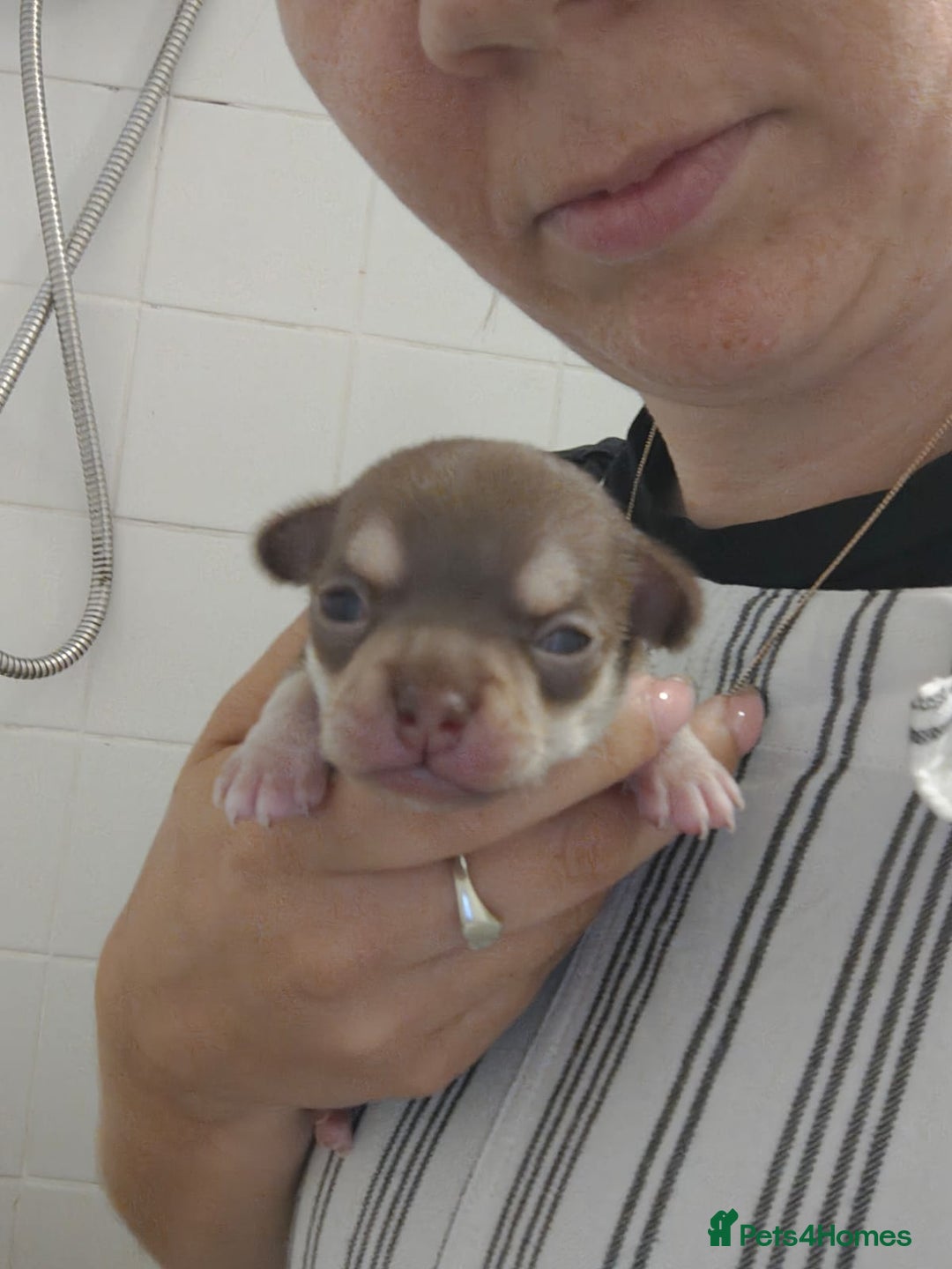 Chihuahua dogs for sale: Little boy is looking  for his forever  home - Image 3