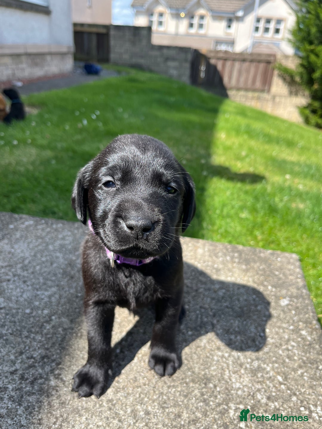 Labrador Retriever dogs for sale: KC Registered Black Labrador Puppies - Image 5
