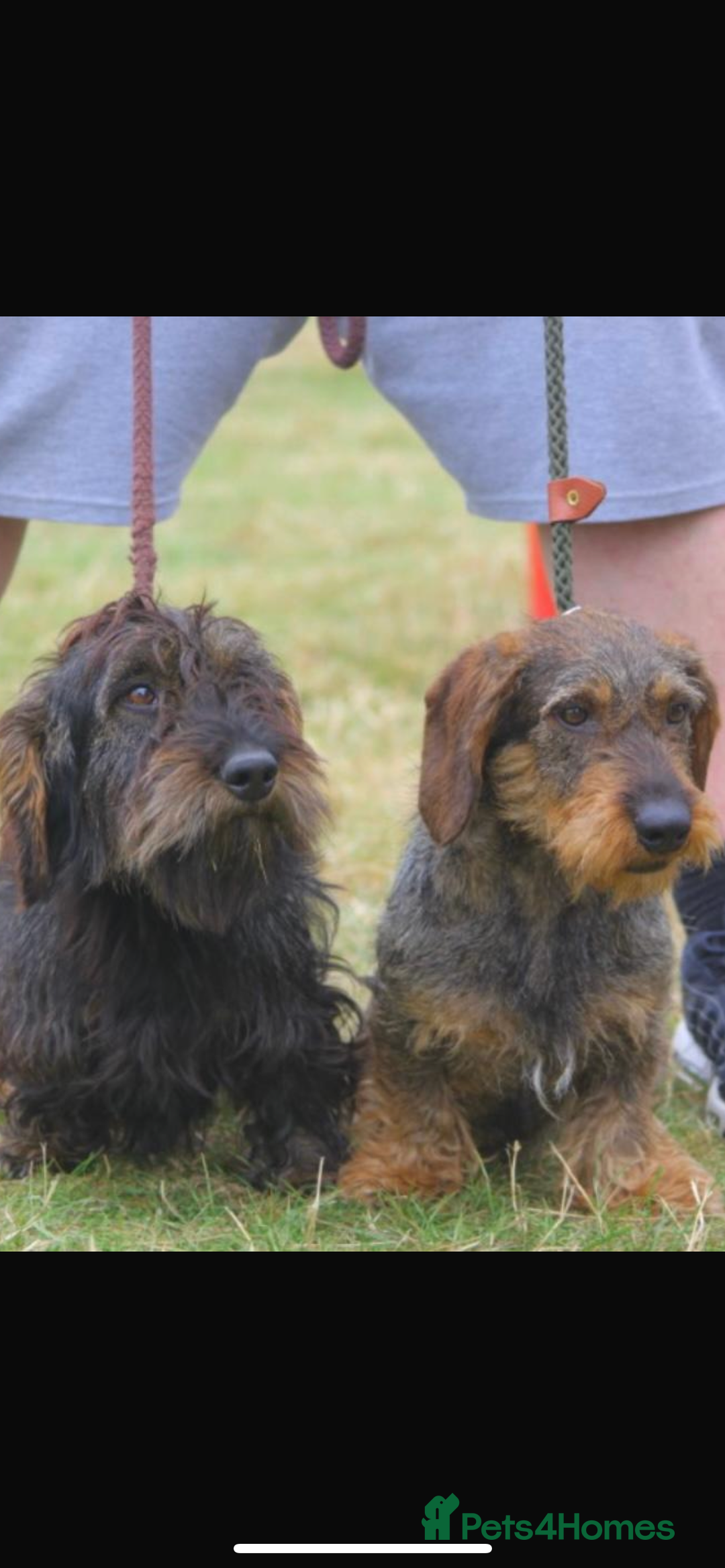 Dachshund dogs for sale: Wirehair dachshund (teckel)  - Image 1
