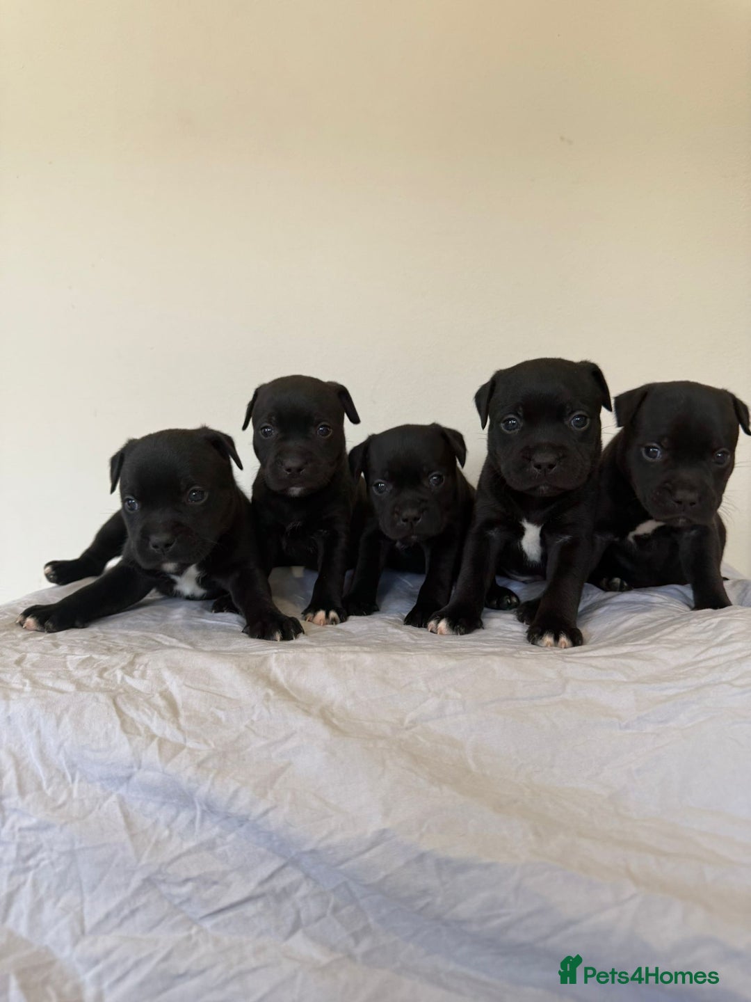 Staffordshire Bull Terrier dogs for sale: Stunning litter of black kc staffordshire bull's   - Advert 2