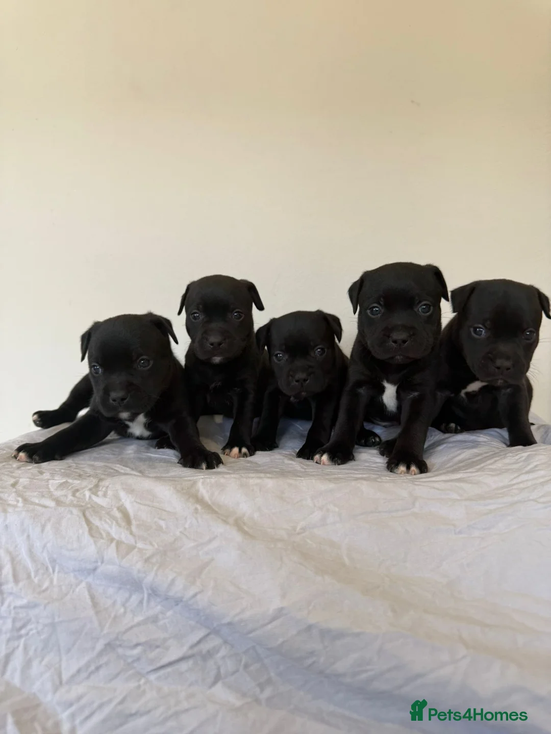Staffordshire Bull Terrier dogs for sale: Stunning litter of black kc staffordshire bull's   - Advert 2