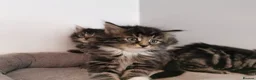 Mixed Breed cats for sale: Absolutely stunning kittens looking for a new home - Advert 11
