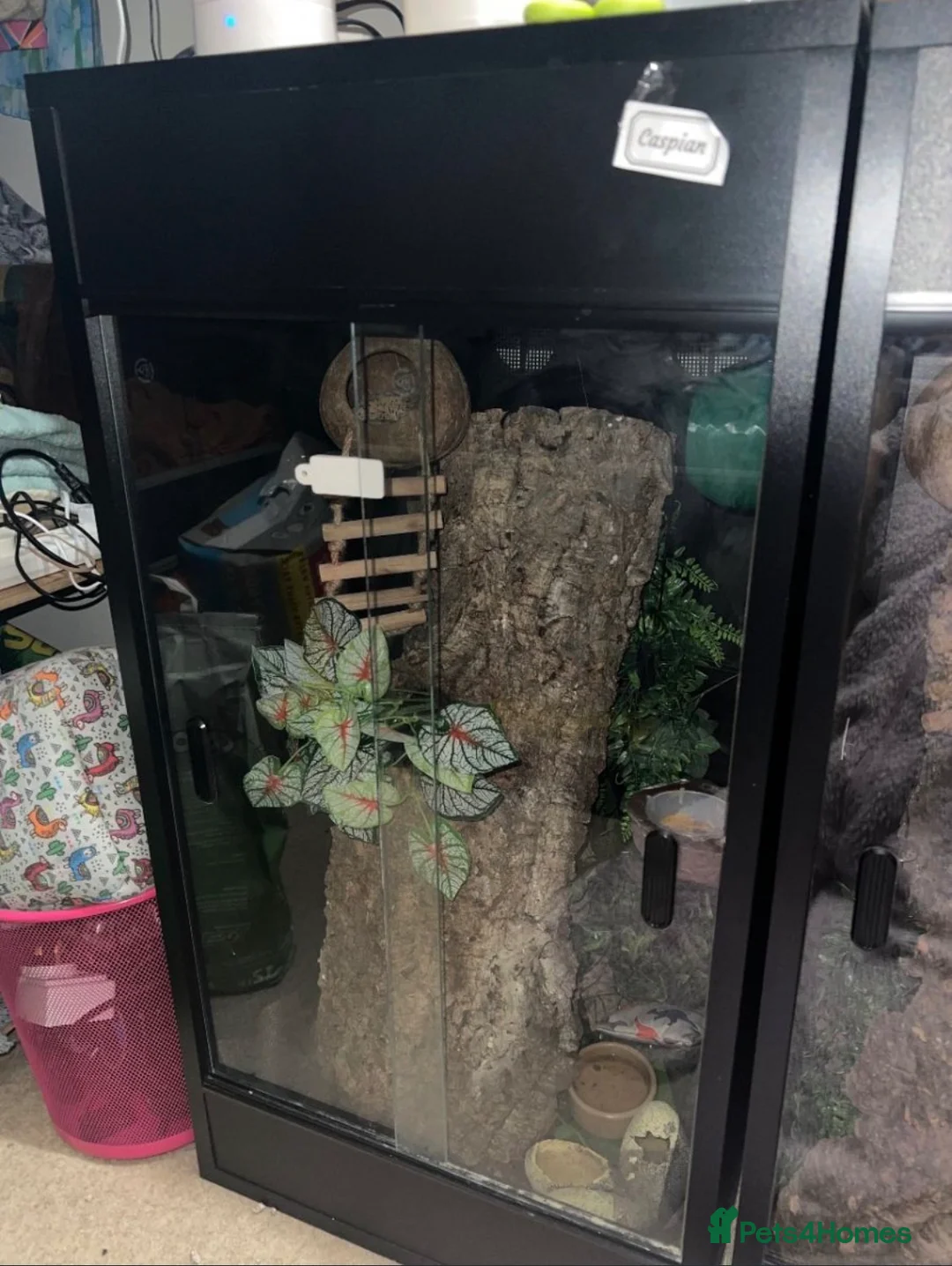 Gecko reptiles for sale: Super Dalmatian Crested Gecko £380 - Advert 14