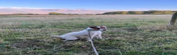 Jack Russell dogs for stud: Russell Terrier for Stud  - Advert 3
