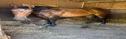 Connemara horses for sale: Safe pc pony / show or cracking alrounder - Advert 15