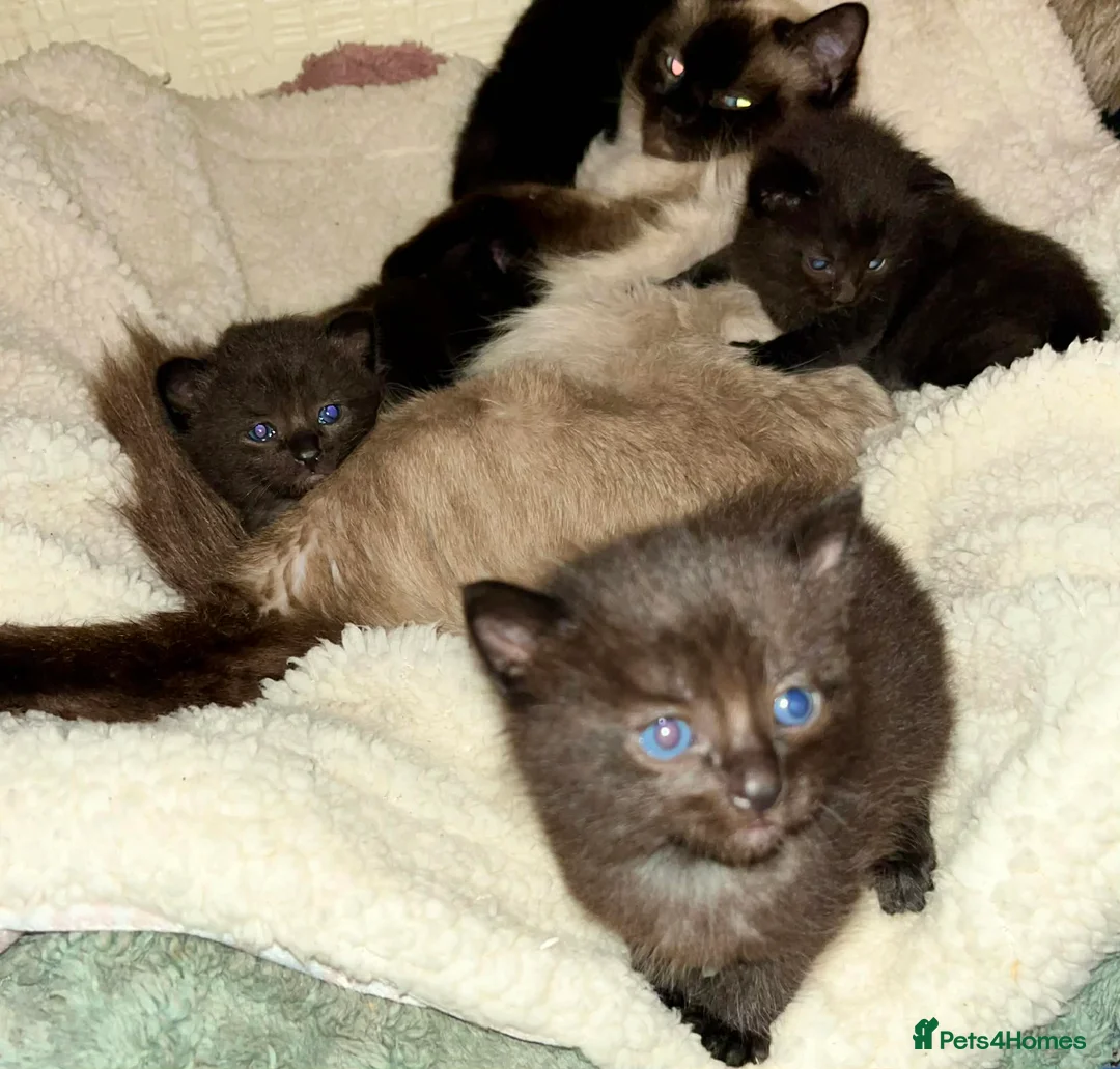 Ragdoll cats for sale: Stunning ragdoll mix kittens - Advert 1