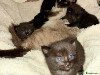 Ragdoll cats Stunning ragdoll mix kittens - Advert 1