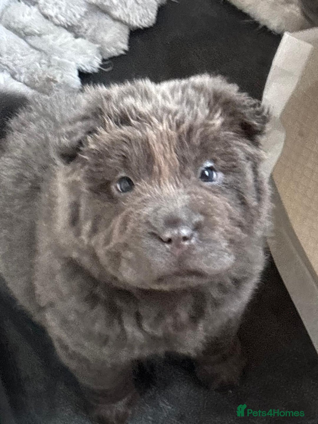 Shar Pei dogs for sale: Beautiful shar pei puppys  - Advert 9