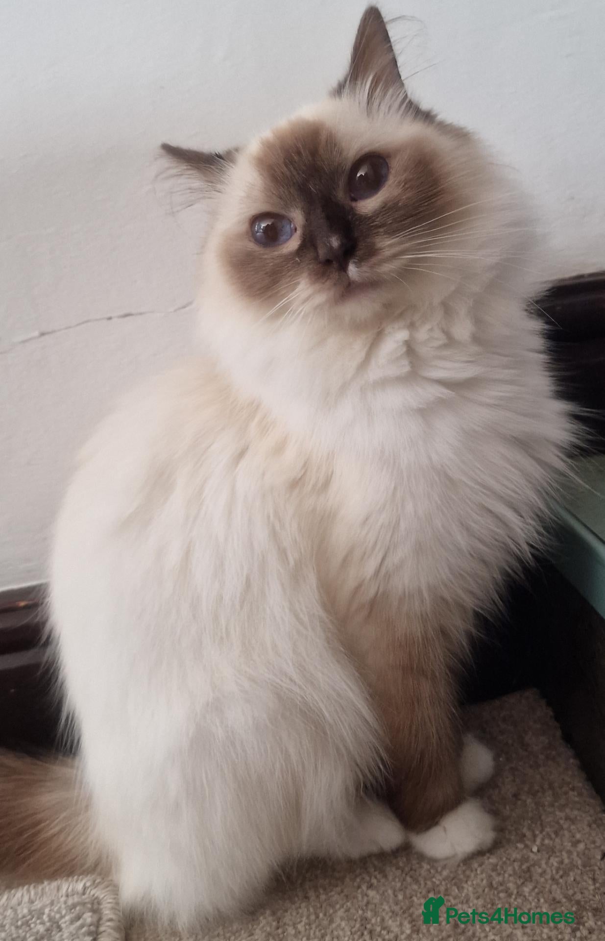 Ragdoll cats 🐾Beautiful Ragdoll Kittens – Championship Lines🐾 - Advert 2