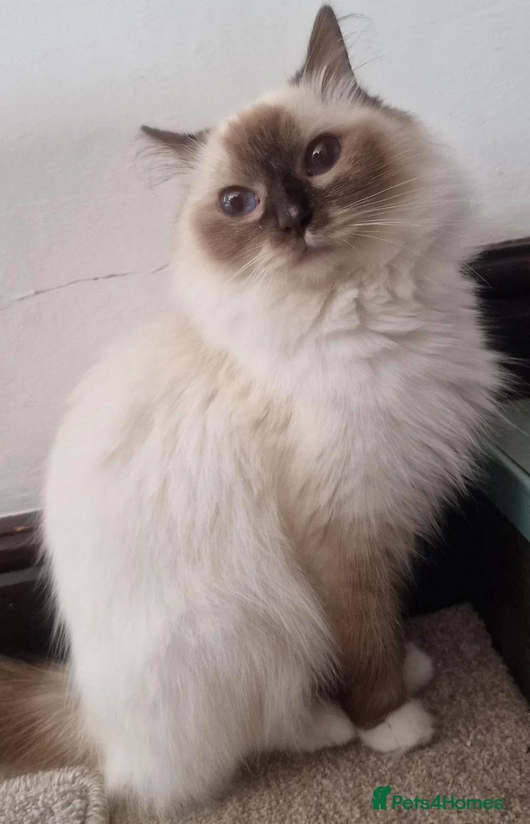 Ragdoll cats for sale: 🐾Beautiful Ragdoll Kittens – Championship Lines🐾 - Advert 2