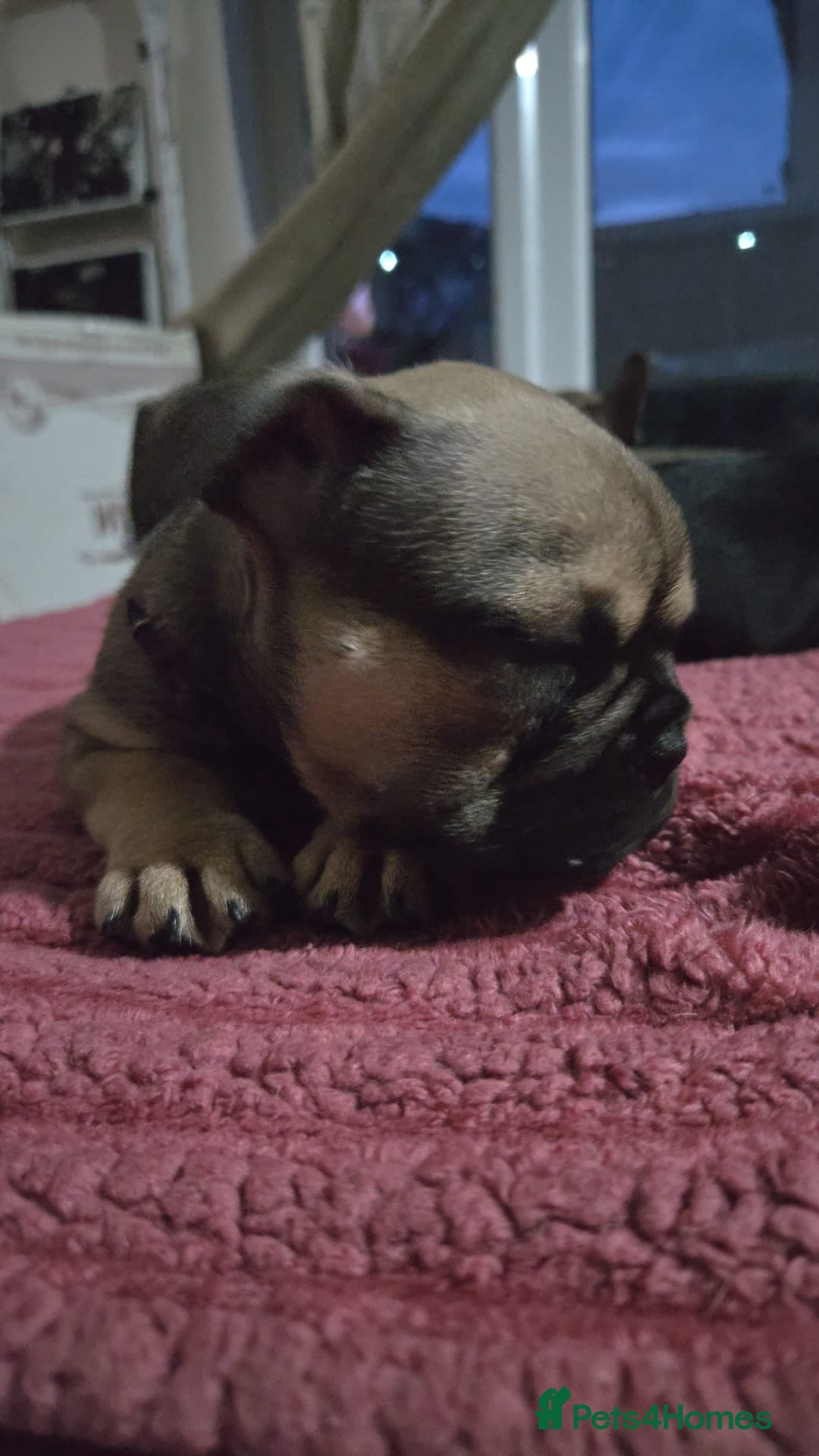 French Bulldog dogs for sale: French bull dog Puppies - Image 23