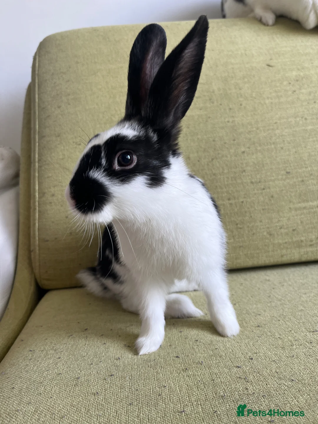 Mixed Breed rabbits for sale: Bunny in London - Advert 4
