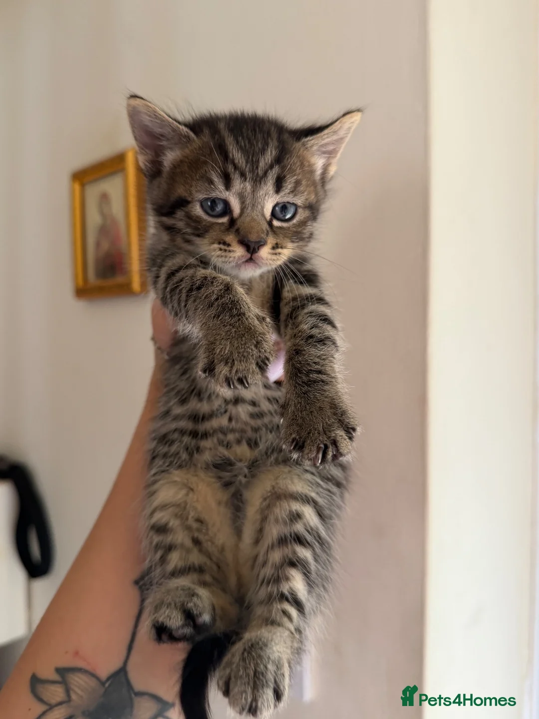 Scottish Fold cats for sale: Scotish fold and British short hair  - Advert 2