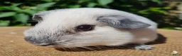 Guinea Pig rodents for sale: Bonded Pair of Boars - Advert 6