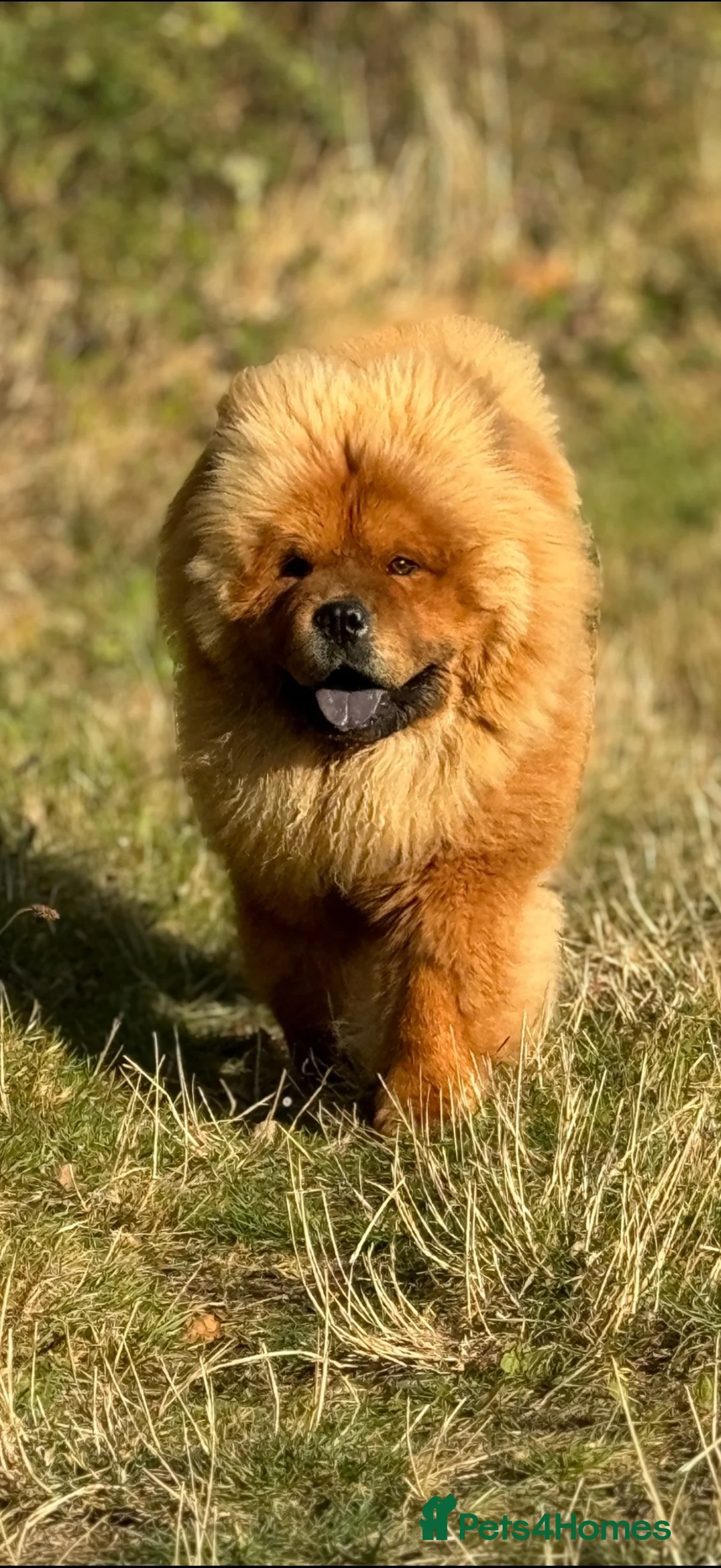 Chow Chow dogs for stud: Nevis – Proven Chow Chow Stud | AI Only in Canterbury - Advert 2