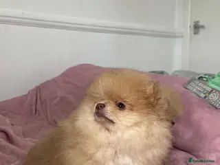 Pomeranian dogs Ready to go Excellent Pomeranian - Advert 5