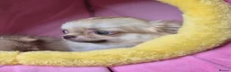 Chihuahua dogs for sale: KC registered chihuahua girls - Advert 8