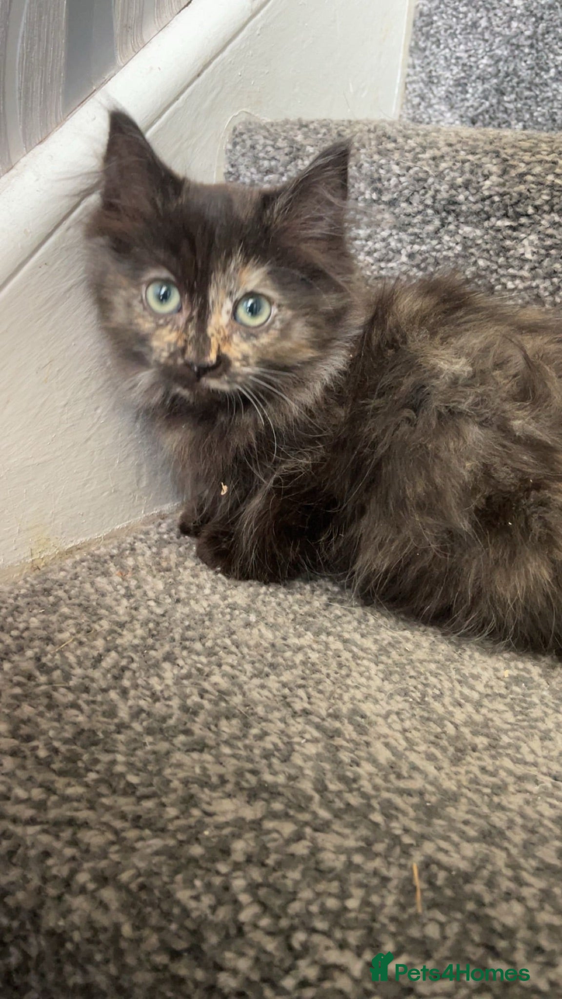 Ragdoll cats Tortie ragdoll x Norwegian forest kitten  - Advert 1
