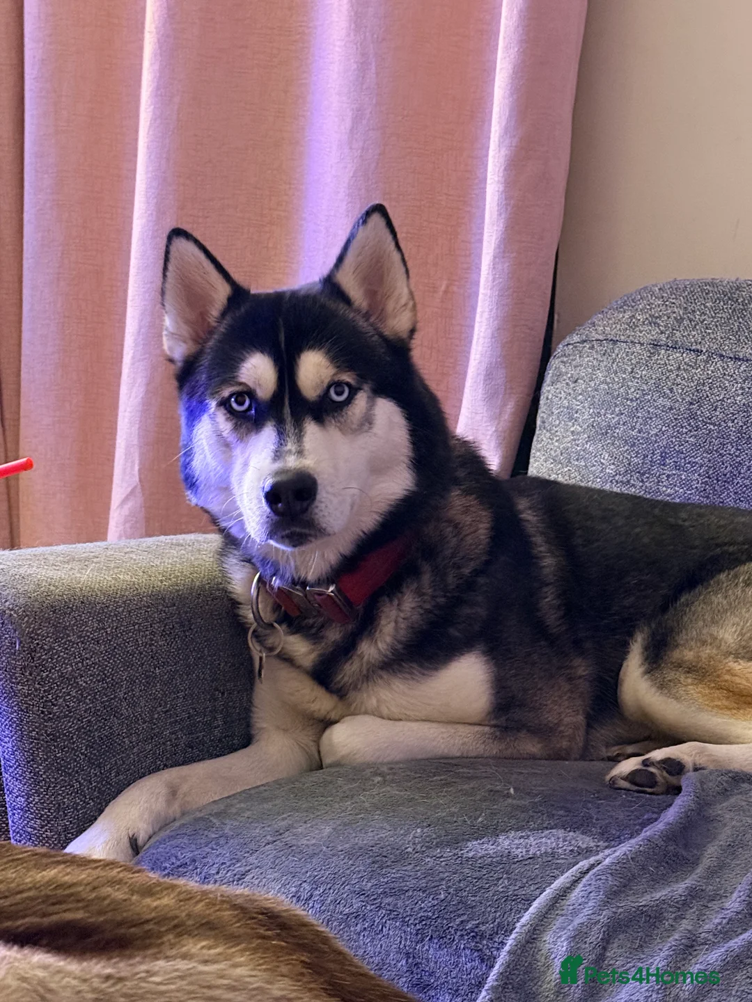 Siberian Husky dogs for sale: Meet Alfie the Husky 🐕💙 - Advert 5