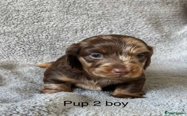 Dachshund dogs - Advert 5