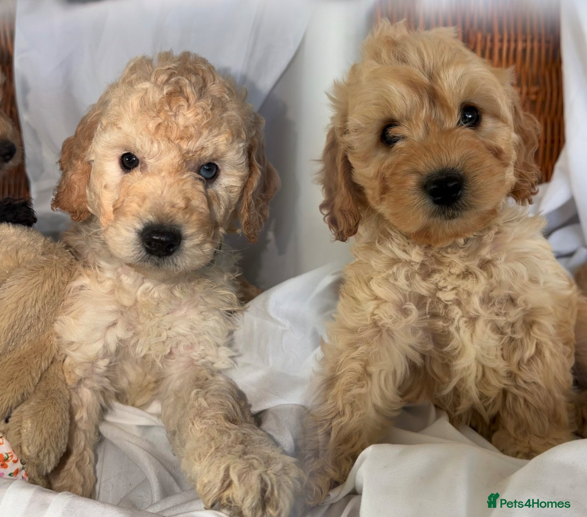 Cockapoo dogs Stunning Apricot Male Cockapoo puppies  - Advert 5