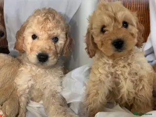 Cockapoo dogs Stunning Apricot Male Cockapoo puppies - Advert 5