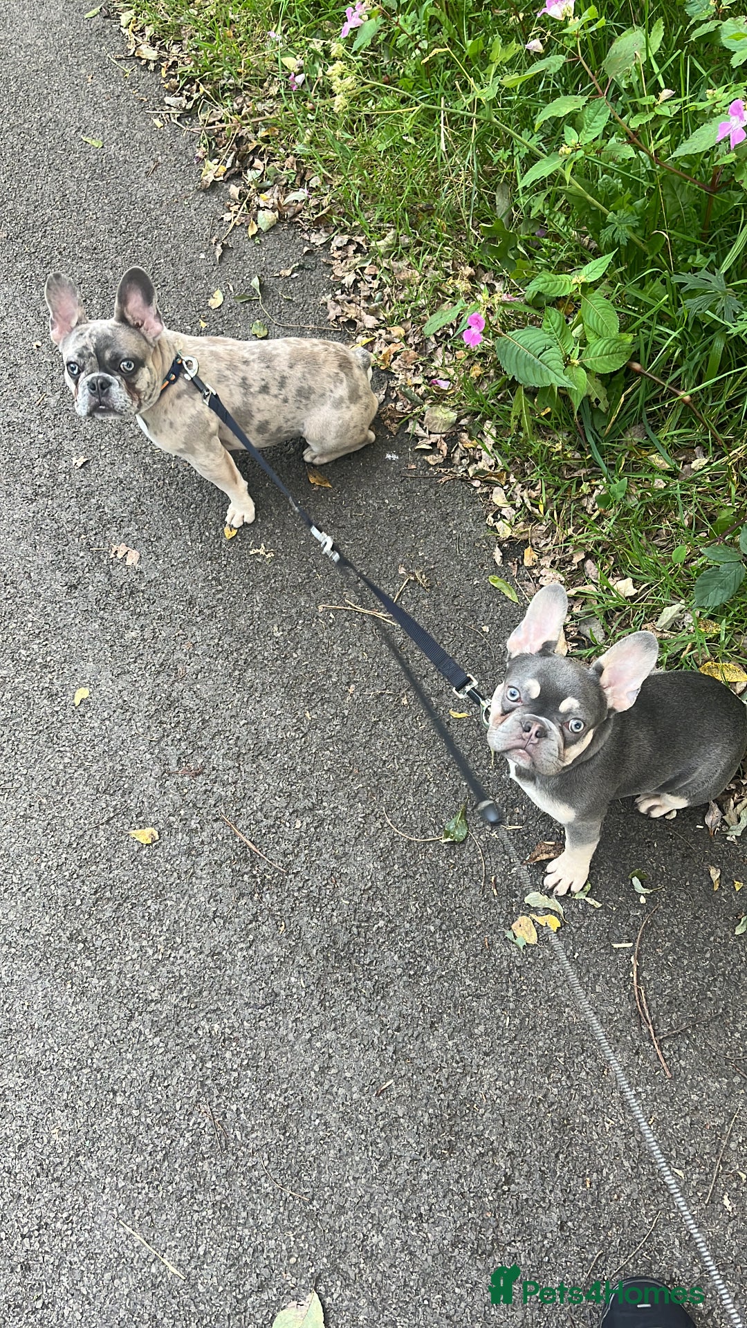 French Bulldog dogs for sale: Two French bulldog brothers - Image 1